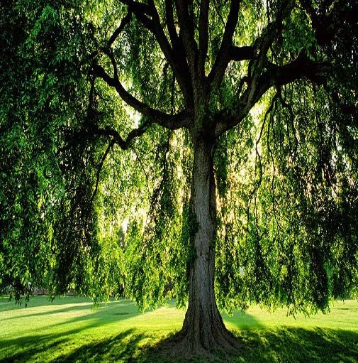 A Willow Tree in a meadow