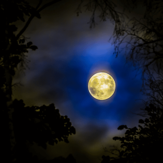 A full moon framed by trees